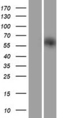 Western Blot: IRGQ Overexpression Lysate [NBP2-08820]