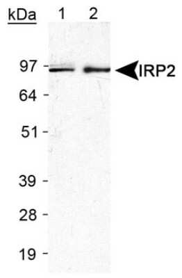 Western Blot: IRP2 Antibody [NB100-1798]