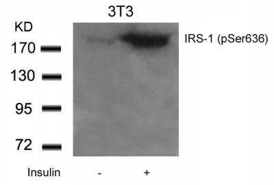 Western Blot: IRS1 [p Ser636] Antibody [NB100-82003]