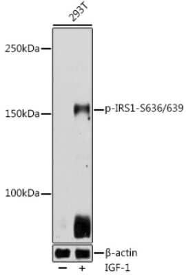 Western Blot: IRS1 [p Ser639, p Ser636] AntibodyAzide and BSA Free [NBP3-16898]