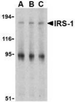 Western Blot: IRS1 AntibodyBSA Free [NBP1-77216]