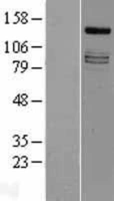 Western Blot: IRS4 Overexpression Lysate [NBL1-12040]