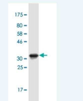 Western Blot: IRX1 Antibody (1A11) [H00079192-M04-100ug]