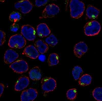 Immunocytochemistry/ Immunofluorescence: IRX1 Antibody [NBP1-83090]