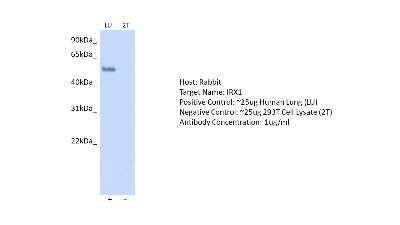 Western Blot: IRX1 Antibody [NBP2-85107]