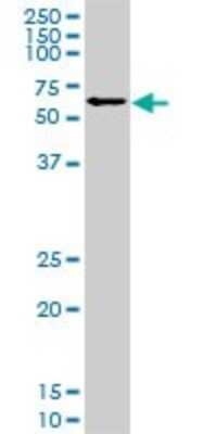 Western Blot: IRX3 Antibody (1D7) [H00079191-M05]