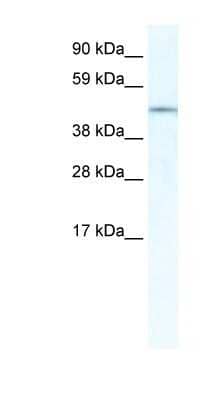 Western Blot: IRX3 Antibody [NBP1-80217]