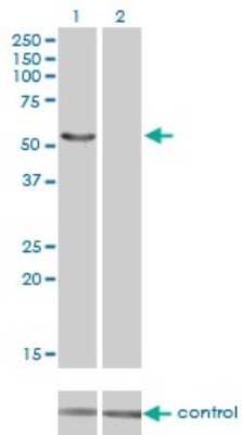 Western Blot: IRX6 Antibody (1A5) [H00079190-M01]