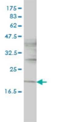 Western Blot: ISCU Antibody (3B8-1C4) [H00023479-M01]