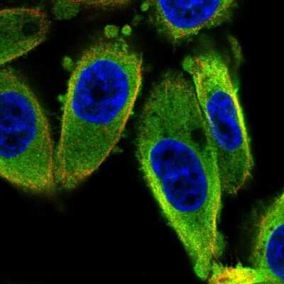 Immunocytochemistry/ Immunofluorescence: ISCU Antibody [NBP2-38420]