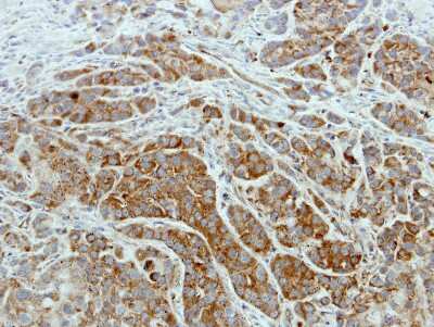 Immunohistochemistry-Paraffin: ISCU Antibody [NBP2-14998]