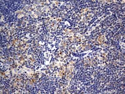 Immunohistochemistry: ISCU Antibody (OTI4F5) - Azide and BSA Free [NBP2-71742]