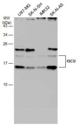 Western Blot: ISCU Antibody [NBP2-14998]
