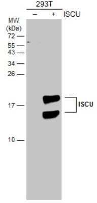 Western Blot: ISCU Antibody [NBP2-14998]