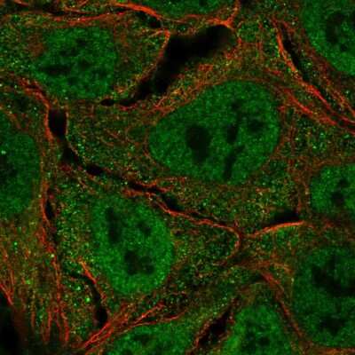 Immunocytochemistry/ Immunofluorescence: ISG15 Activating Enzyme/UBE1L Antibody [NBP2-55032]