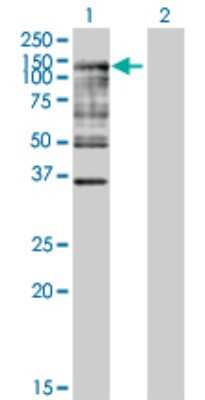 Western Blot: ISG15 Activating Enzyme/UBE1L Antibody [H00007318-B01P]
