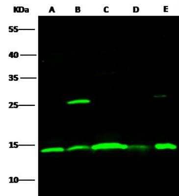 Western Blot: ISG15/UCRP Antibody (239) [NBP2-90146]