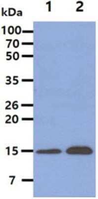 Western Blot: ISG15/UCRP Antibody (3E5)BSA Free [NBP1-04310]