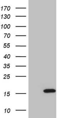 Western Blot: ISG15/UCRP Antibody (OTI6C8)Azide and BSA Free [NBP2-71489]