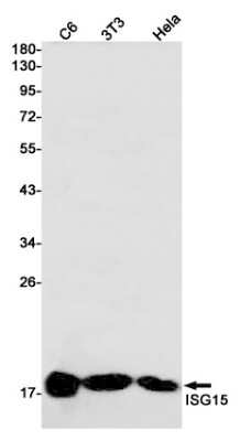 Western Blot: ISG15/UCRP Antibody (S08-1H5) [NBP3-14947]