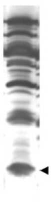 Western Blot: ISG15/UCRP Antibody [NB600-891]