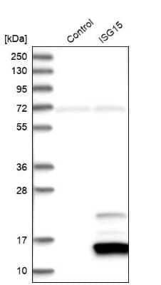 Western Blot: ISG15/UCRP Antibody [NBP1-89809]