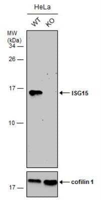 Knockout Validated: ISG15/UCRP Antibody [NBP2-16995]