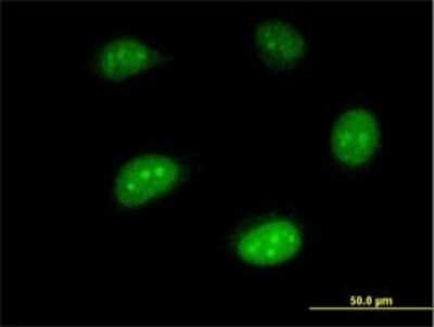 Immunocytochemistry/ Immunofluorescence: ISG20 Antibody (1B2-3C9) [H00003669-M01]