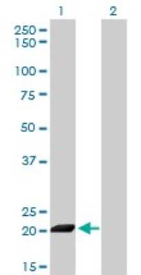 Western Blot: ISG20 Antibody (1B2-3C9) [H00003669-M01]