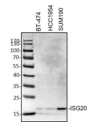 Western Blot: ISG20 Antibody (1B2-3C9) [H00003669-M01]