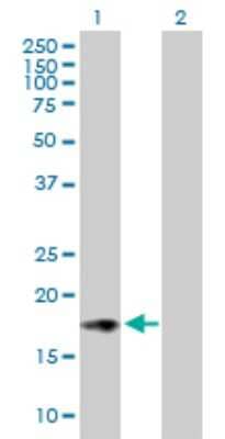 Western Blot: ISG20 Antibody [H00003669-B01P]