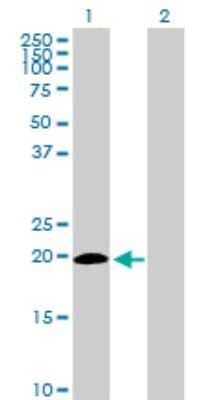 Western Blot: ISG20 Antibody [H00003669-D01P]