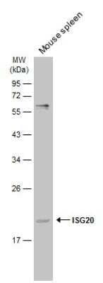 Western Blot: ISG20 Antibody [NBP2-16996]