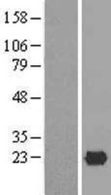 Western Blot: ISG20 Overexpression Lysate [NBL1-12047]