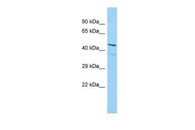 Western Blot: ISG20L2 Antibody [NBP2-83083]