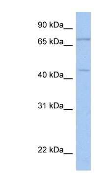 Western Blot: ISLR-2 Antibody [NBP1-91341]