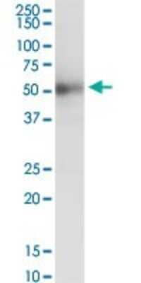 Western Blot: ISLR Antibody [H00003671-B01P]