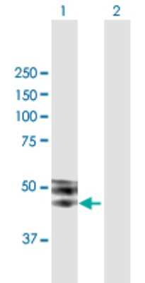 Western Blot: ISLR Antibody [H00003671-B01P]
