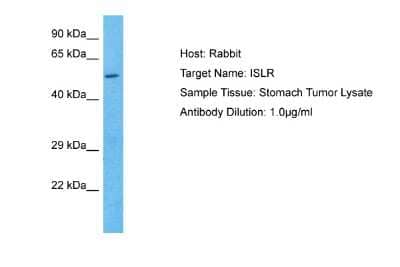 Western Blot: ISLR Antibody [NBP2-87637]