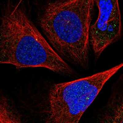 Immunocytochemistry/ Immunofluorescence: ISM2 Antibody [NBP1-82002]