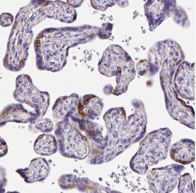 Immunohistochemistry-Paraffin: ISM2 Antibody [NBP1-82001]