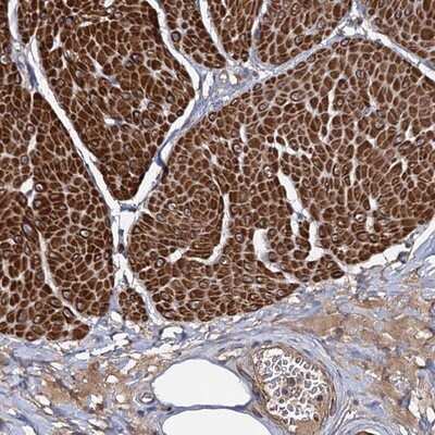 Immunohistochemistry-Paraffin: ISM2 Antibody [NBP1-82002]