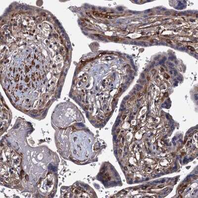 Immunohistochemistry-Paraffin: ISM2 Antibody [NBP1-82002]