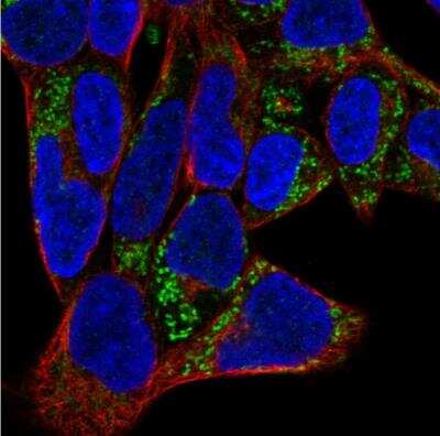 Immunocytochemistry/ Immunofluorescence: ISOC2 Antibody [NBP1-82074]