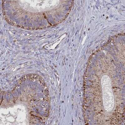 Immunohistochemistry-Paraffin: ISOC2 Antibody [NBP1-82074]