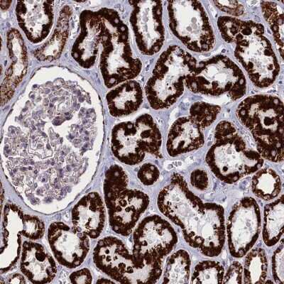 Immunohistochemistry-Paraffin: ISOC2 Antibody [NBP1-82074]