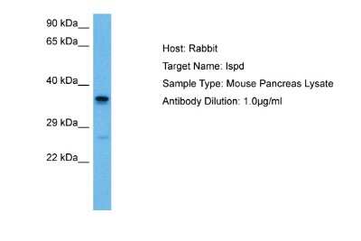 Western Blot: ISPD Antibody [NBP2-87639]