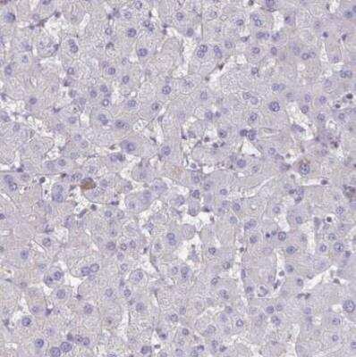 Immunohistochemistry-Paraffin: IST1 Antibody [NBP2-33720]
