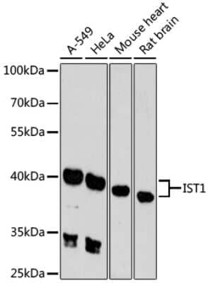 Western Blot: IST1 AntibodyAzide and BSA Free [NBP3-04685]