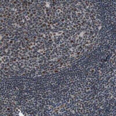 Immunohistochemistry-Paraffin: ISY1 Antibody [NBP1-81864]